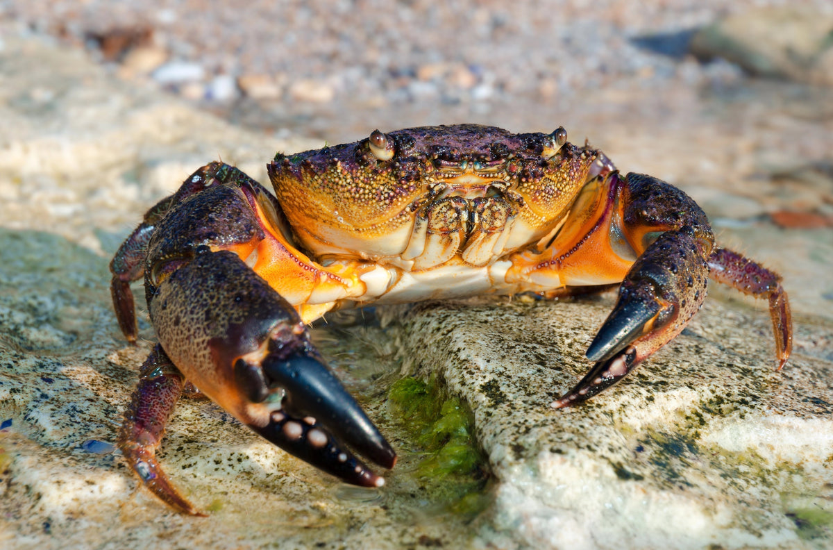 Large stone crab on coastal rocks