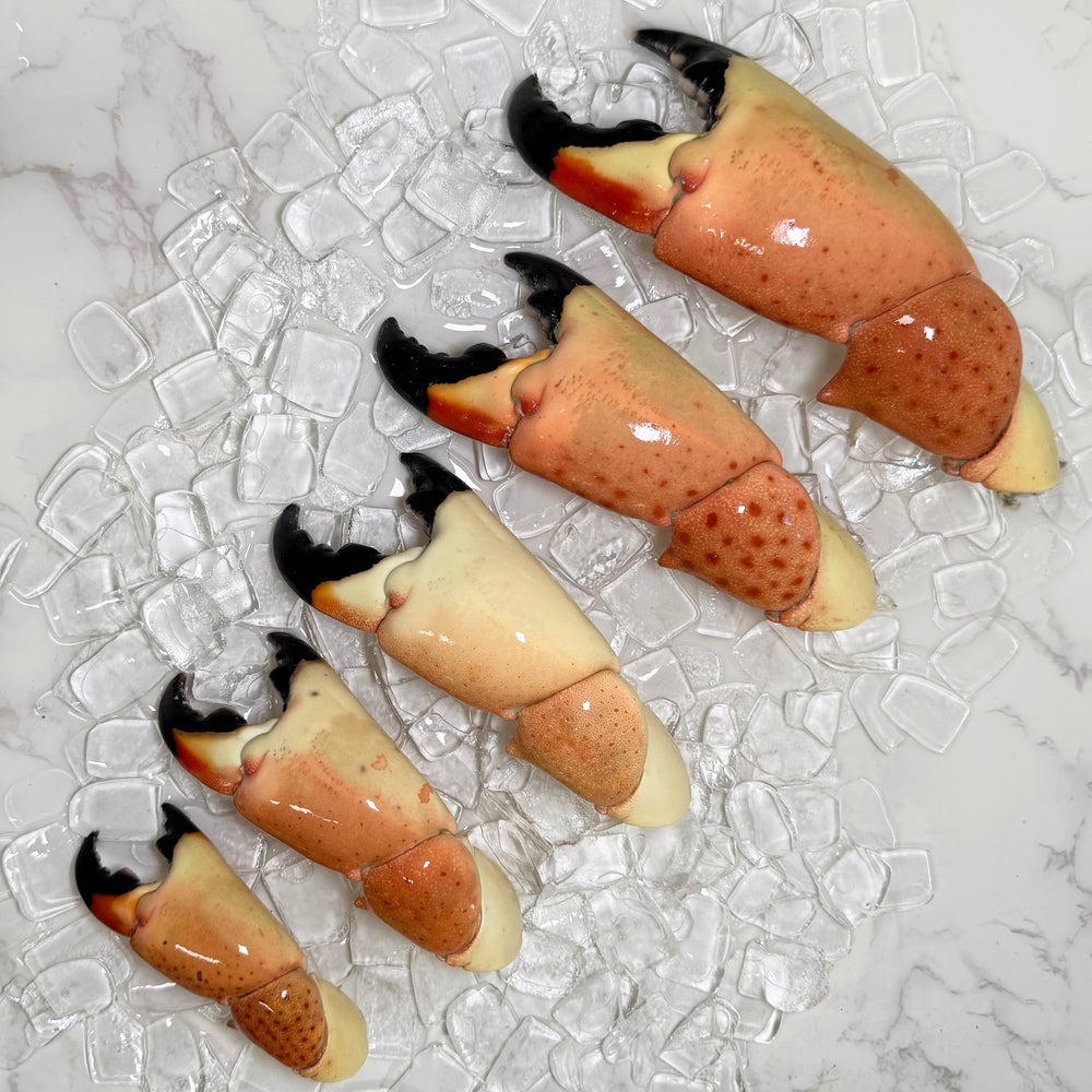 Image of Medium Stone Crab Claws - All_Sizes_Stone Crab_Claws-Edited