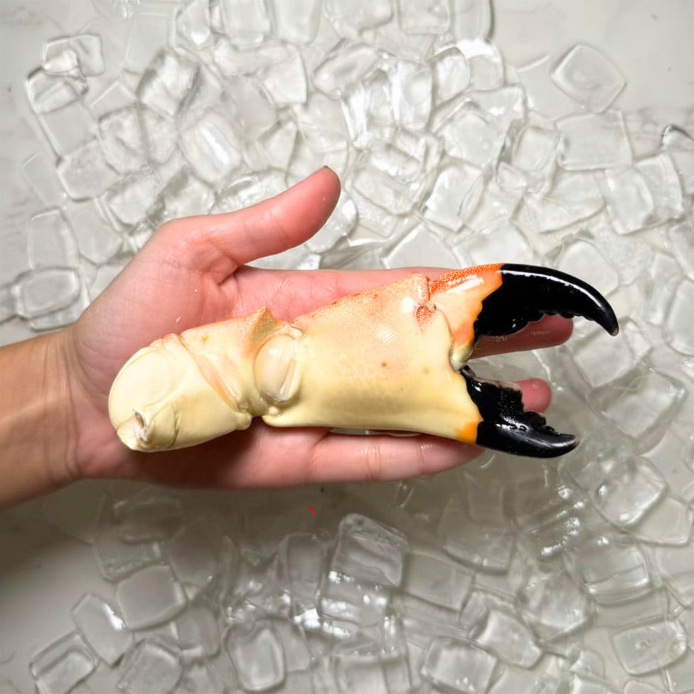 Image of Jumbo Stone Crab Claws - Jumbo Sone Crab Claw in hand