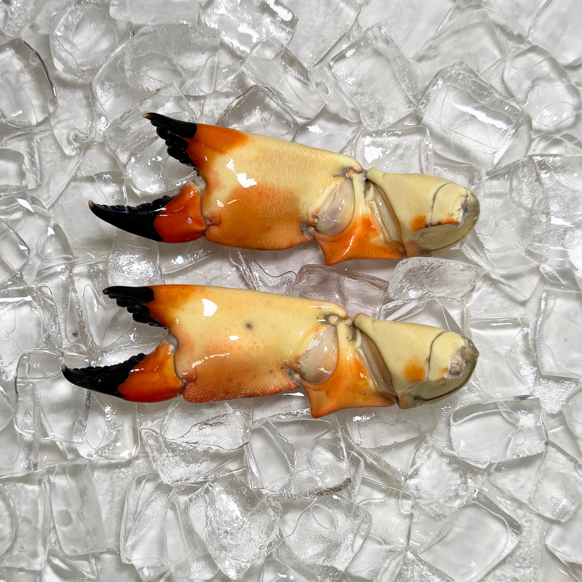 Medium Stone Crab Claw Back Viiew