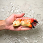 Medium Stone Crab in hand