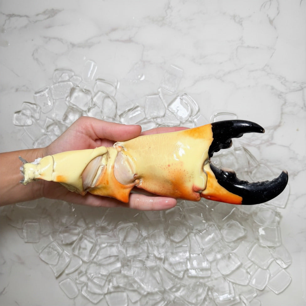 Image of Mega Colossal Stone Crab Claws - Mega colossal inhand - Edited